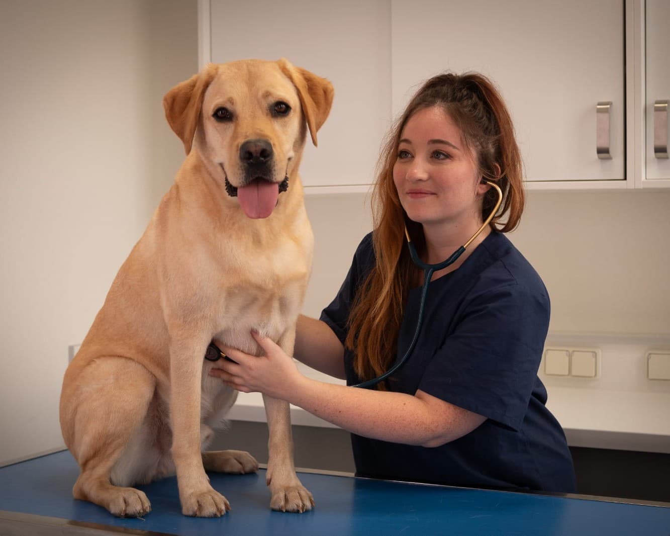 Assistant numérique Reqvet générant automatiquement un compte rendu de consultation vétérinaire