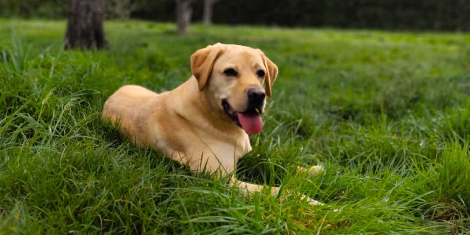 Requiem, l’égérie à l’origine du nom Reqvet, symbole d’assistance fiable