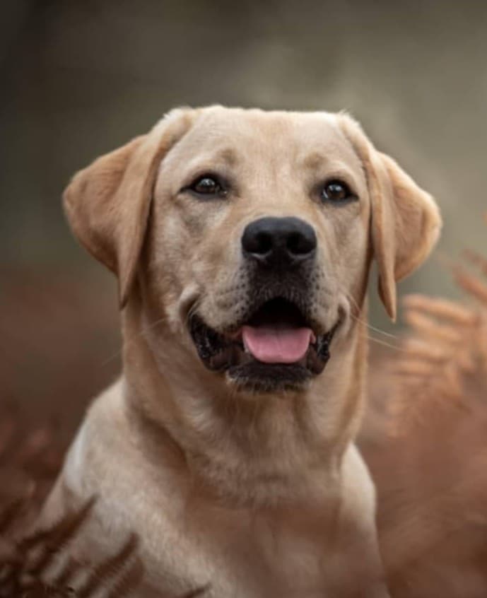 Requiem — Mascotte et égérie de Reqvet, symbole de fiabilité et d’assistance